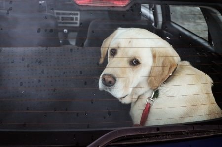 Do Not Leave Animals in Hot Vehicle | Marietta Wrecker Service