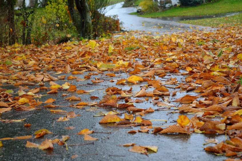 Driving on wet leaves is just as dangerous as driving on ice