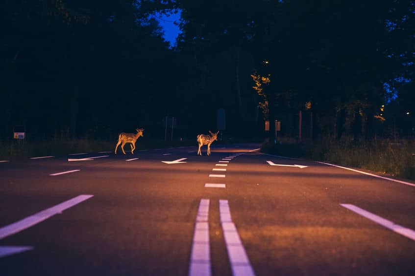 Deer Crossing Street Fall Safety | Marietta Wrecker Service