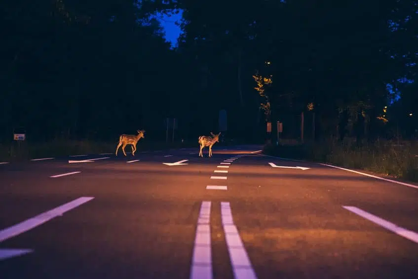Deer Crossing Street Fall Safety | Marietta Wrecker Service