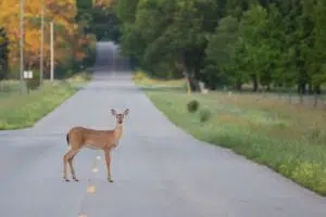 Avoid Deer Crossings | Marietta Wrecker