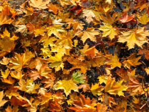 Avoid Wet Leaves On The Road | Marietta Wrecker